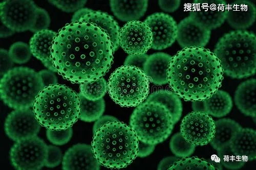 细胞培养箱微生物污染怎么解决