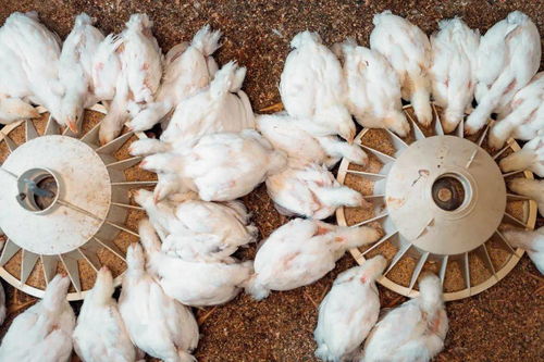 AGP被禁后,亚太地区如何替抗的