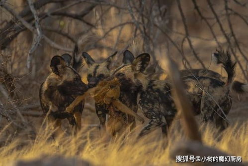 进击的狗群 非洲野狗三年内干掉五十多只狒狒