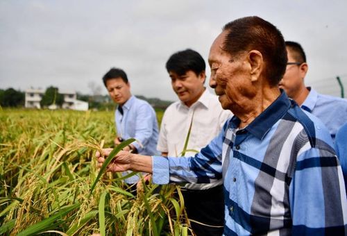 种田人 袁隆平走了,留给我们一个没有饥饿的中国 读者说