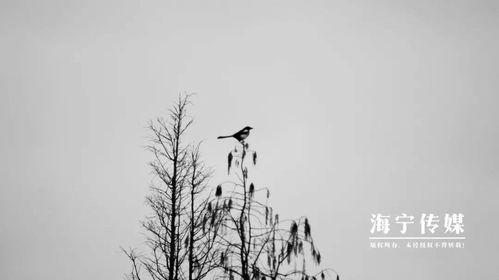三元铁锂标准续航电池包 75kWh 上线