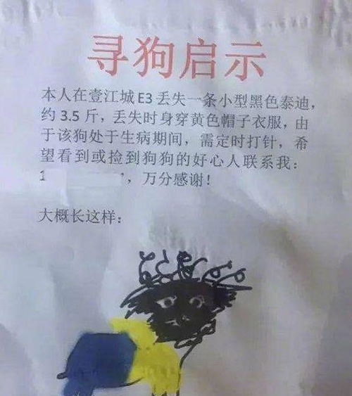 宠物丢了 看铲屎官花式寻宠物,图五是和自家主子有多大仇