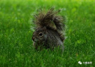 松鼠以为小鸟好欺负,却被大鸟吓走赶走 