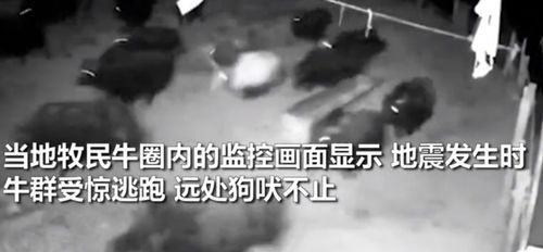 青海6.9级地震前1秒,为何有强光闪爆地平线 牛群惊跳逃跑