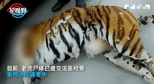 俄罗斯护林员见东北虎漂浮河中一动不动,大胆走近一看顿时气炸