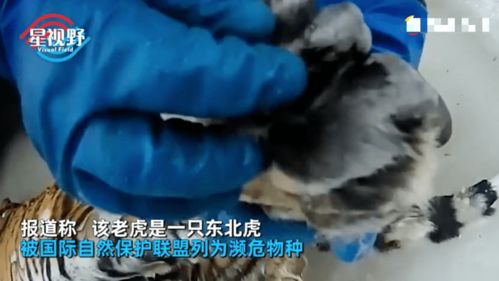 俄罗斯护林员见东北虎漂浮河中一动不动,大胆走近一看顿时气炸