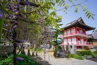 日本冷门观樱花之地,樱花长良川墨俣一夜城