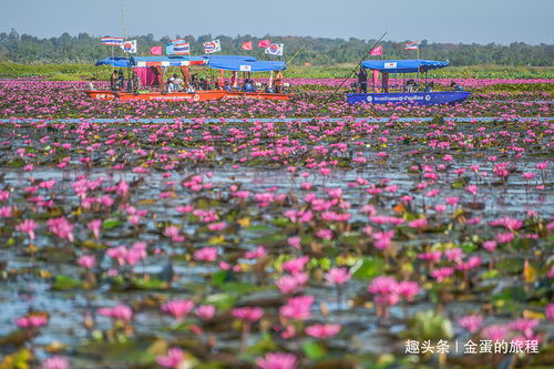 世界自然植物奇观,泰国乌隆壮观的万亩红莲花海奇景,只冬季限定