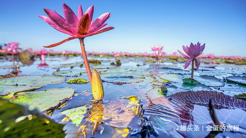 世界自然植物奇观,泰国乌隆壮观的万亩红莲花海奇景,只冬季限定