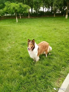 石家庄丢失一只边境牧羊犬和一只金毛,还有一群猫咪找领养 