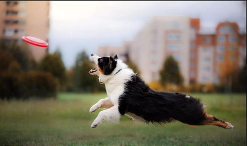 牧羊犬的本能,用3招让羊群听话,但却变成主人讨厌的坏习惯 