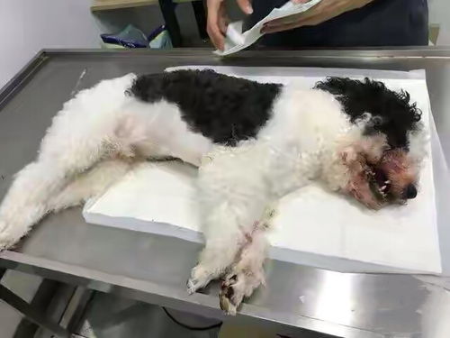 太过分 宠物狗咬伤人达成和解后被活活摔死