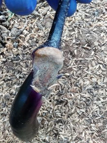 茄子这是灰霉病吗 用什么药防治 