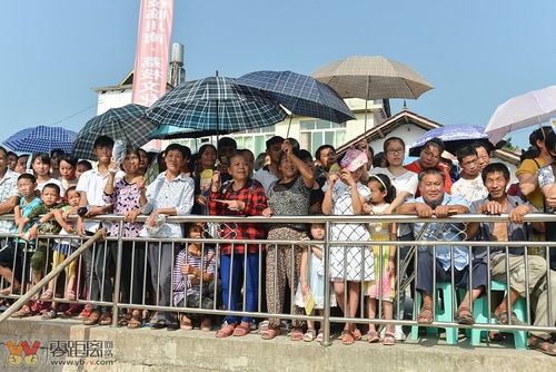 天再热 热不过市民对大塔荔枝美味的欲望 现在正是采摘品尝的好时机 