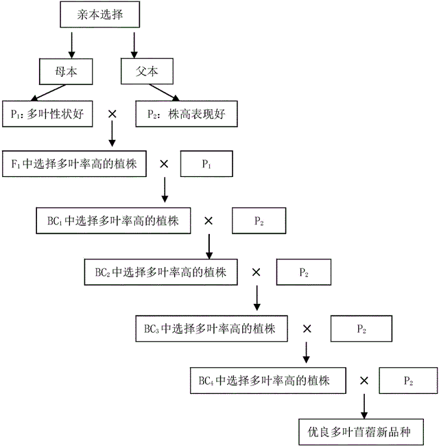 什么是回交,动物回交有伦理道德吗 我们为什么让动物进行回交