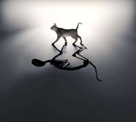 薛定谔的猫,2分钟让你读懂量子力学
