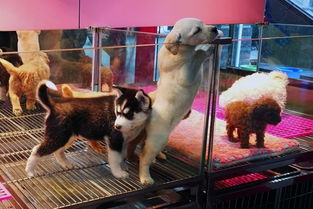 你养狗了吗 在西安养狗的尴尬你遇到过吗