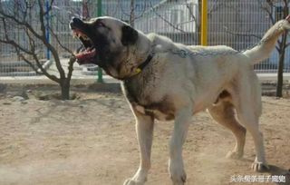 土耳其国宝级猛犬