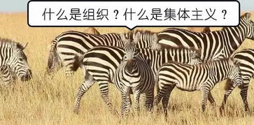 马善被人骑,为什么没有人骑斑马 