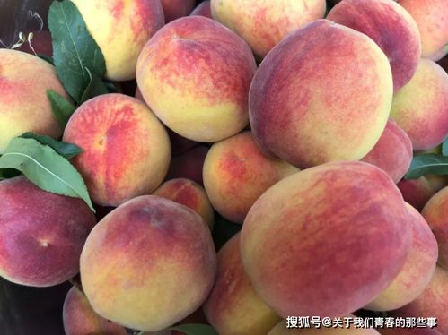买桃子,硬的甜还是软的甜 桃农 全错 记住这5点,一挑一个准