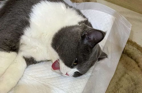 母猫交配之后,满地打滚攻击公猫,为什么 穿上裤子 就不认猫