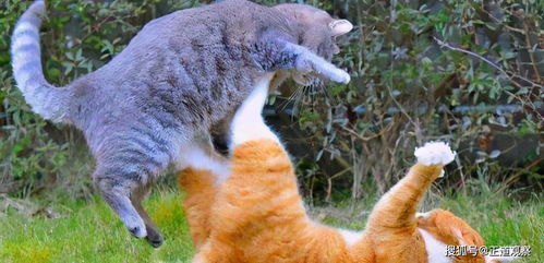 两只猫交配之后,为啥母猫会满地打滚,最后转过头攻击公猫