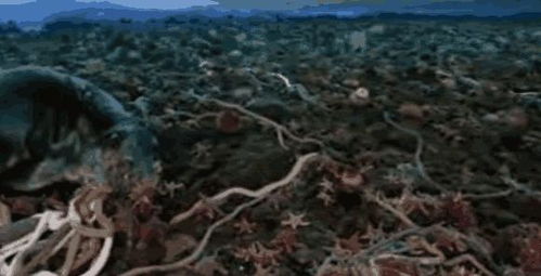 这种虫类体长3米,生活在南极深海中,其耐寒能力超乎人类想象