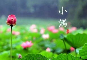 二十四节气 小满小满,麦粒渐满