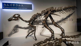 北海道发现日本最完整恐龙化石 