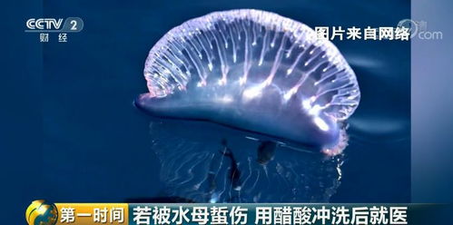 央视紧急提醒 近期度假游玩,小心这种剧毒致命生物 多人受伤 