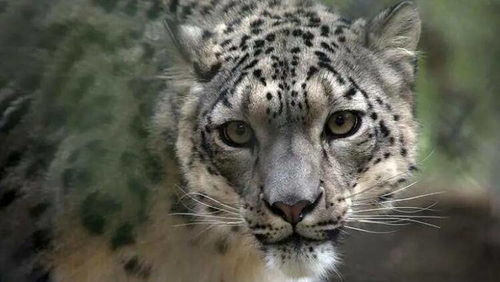 美国大猩猩也中招了 要给它们打新冠疫苗吗