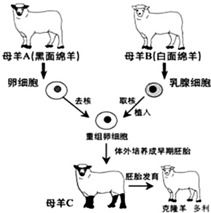 如图是克隆羊多莉形成过程的示意图.请据图回答 1 多莉是由受精卵发育成的吗 . 2 与它身世 