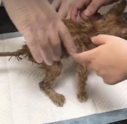 小猫独自流浪,全身感染 走路困难,被救助后身体恢复,颜值超高