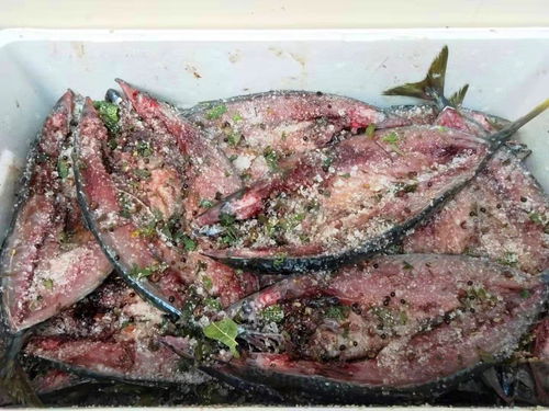 腌腊鱼要牢记 5要点 ,腌的腊鱼耐放不发霉,鲜嫩紧实香味足