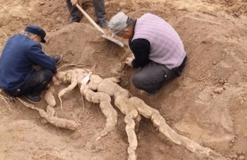 山里挖人参要绑红绳,不绑人参真的会逃跑 镜头记录全程