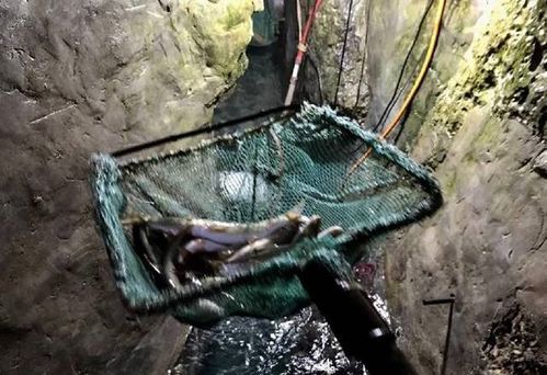 怪事 家里挖出个洞,每天涌1000斤大鱼,老汉都乐坏了