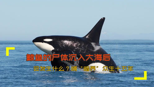 鲸鱼的尸体沉入大海后,会发生什么 哺 暗界 众生十五年