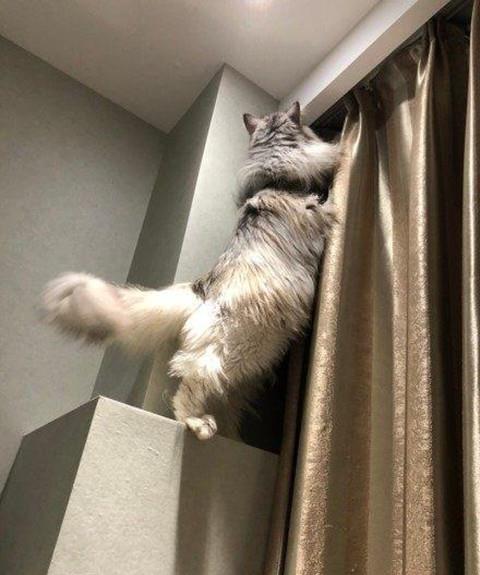 家里出现一只奇怪的大虫,主人不敢靠近,俩猫却很兴奋 来活了