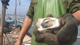 泰叔带护衣绳赶海,快到年关野生新鲜好货太少,涨价都要抢着买
