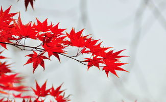 南京游记 栖霞红叶 