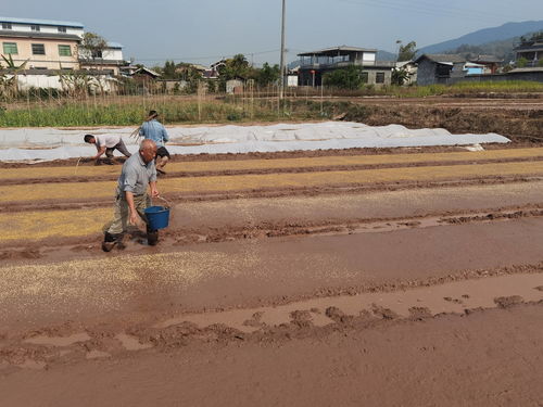 春到彩云南,农人不等闲 云南全力稳定粮食生产