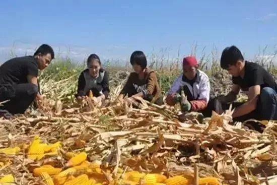 有一种放假叫回家收秋,一组老照片带你看禹城农村的秋天......