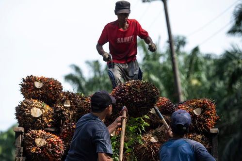美西方早已为全球粮食紧张埋下祸根