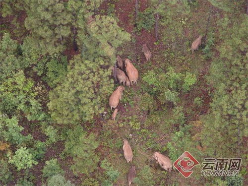 诗一首丨我爱中国 亚洲象旅行记