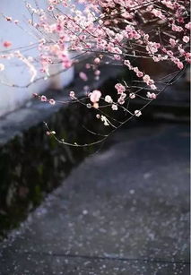 愿此时平淡,若彼时灿烂 