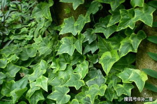 叶子墨绿喜欢攀爬,常春藤神奇之处,给根枝条顺着爬