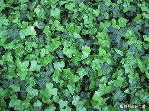 叶子墨绿喜欢攀爬,常春藤神奇之处,给根枝条顺着爬