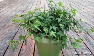 叶子墨绿喜欢攀爬,常春藤神奇之处,给根枝条顺着爬