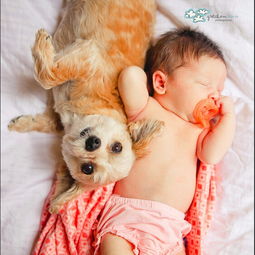 萌宠汪星人与萌娃的有爱时光 