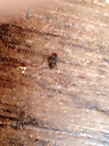 最近我家的富贵树土里面出现了一种虫子 这是什么虫子 对富贵树有害吗 有害的话 怎么清除掉呢 PS 